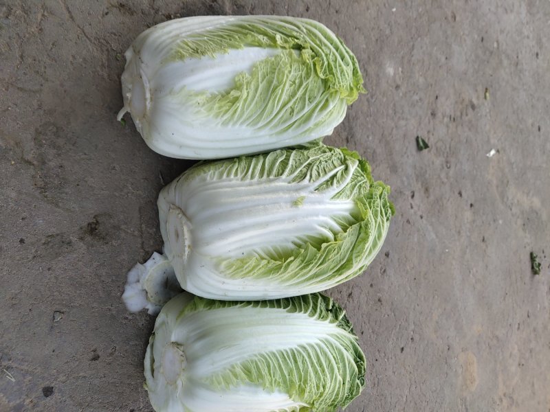 玲珑白菜黄心白菜张家口玲珑黄白菜