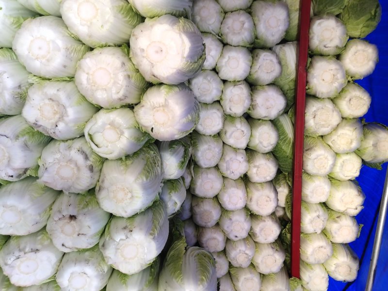 玲珑白菜黄心白菜张家口玲珑黄白菜