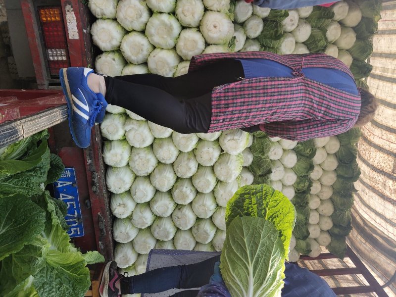 玲珑白菜黄心白菜张家口玲珑黄白菜
