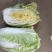 玲珑白菜黄心白菜张家口玲珑黄白菜