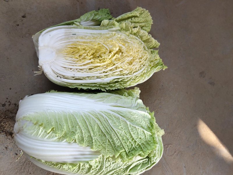 玲珑白菜黄心白菜张家口玲珑黄白菜