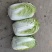 玲珑白菜黄心白菜张家口玲珑黄白菜