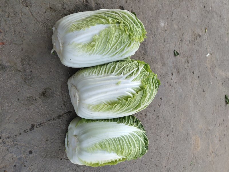 玲珑白菜黄心白菜张家口玲珑黄白菜