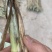 草种