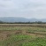 草种