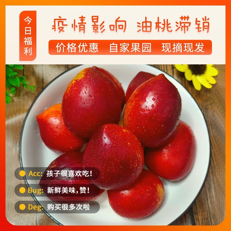 山东油桃大棚4号油桃现摘现发