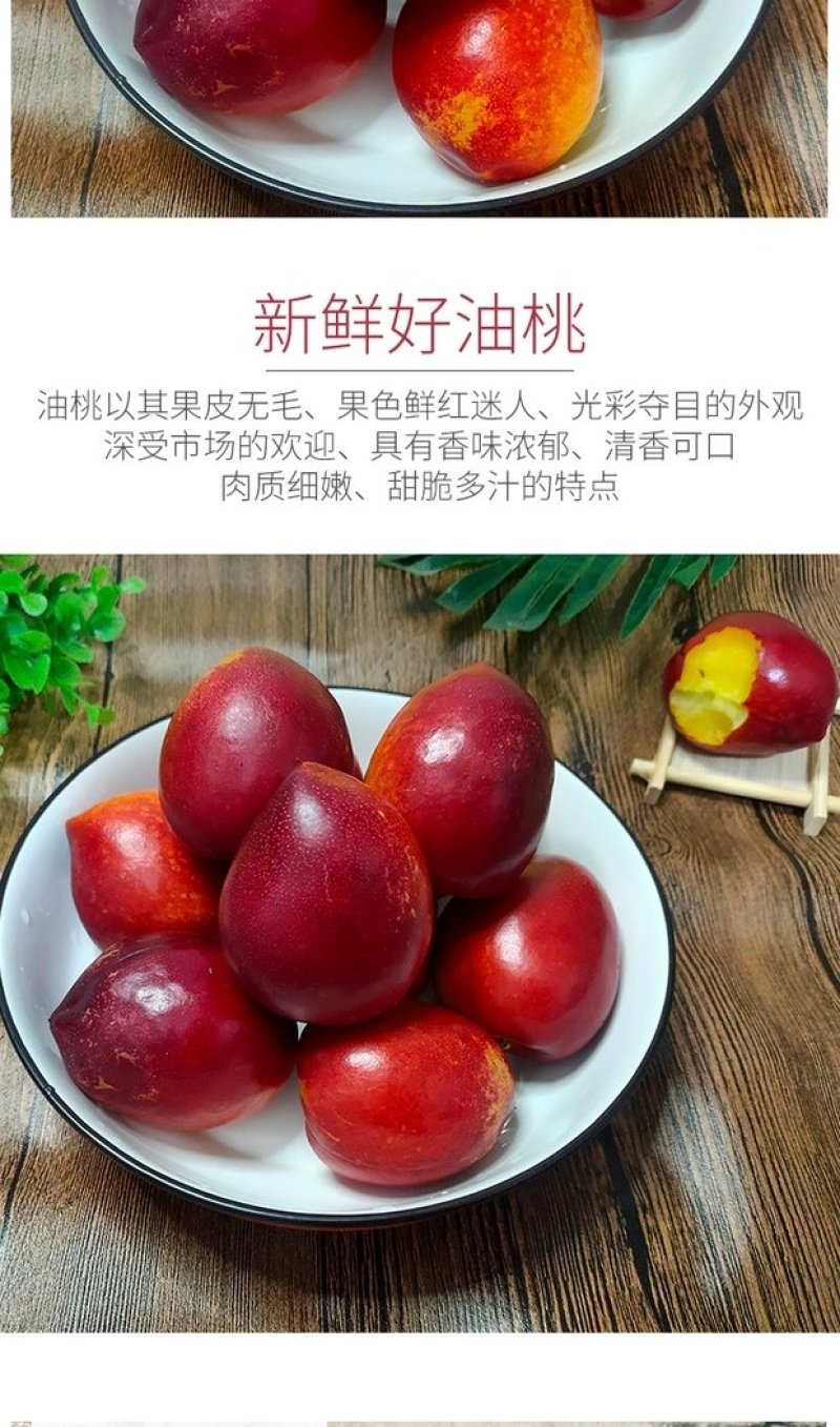 山东油桃大棚4号油桃现摘现发