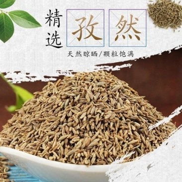 孜然,产地直供新疆道地药材,质优价实,品质保证一公斤起批
