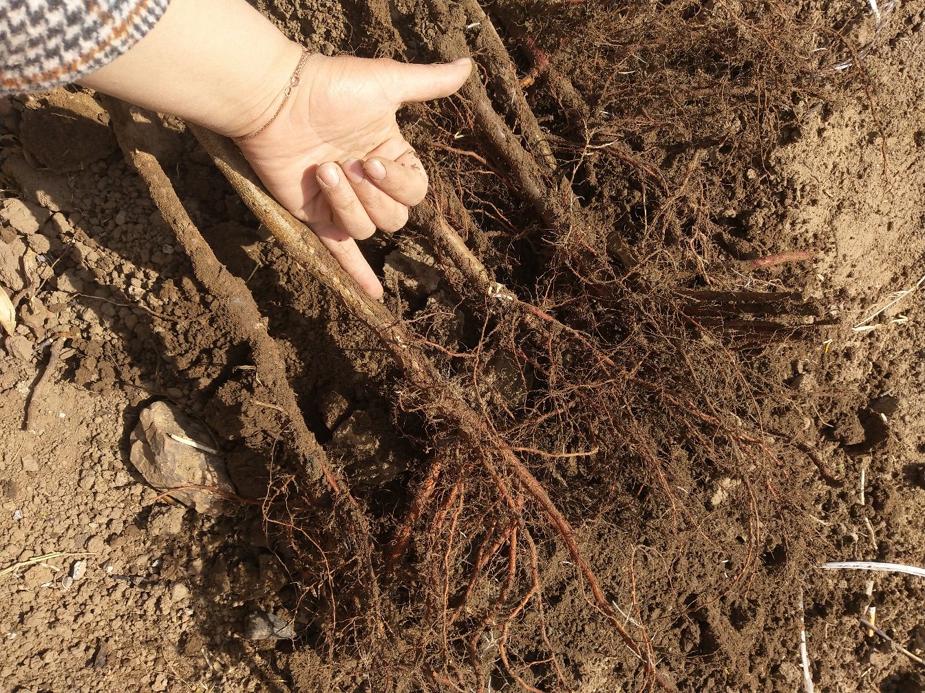 百香果根系发育示意图