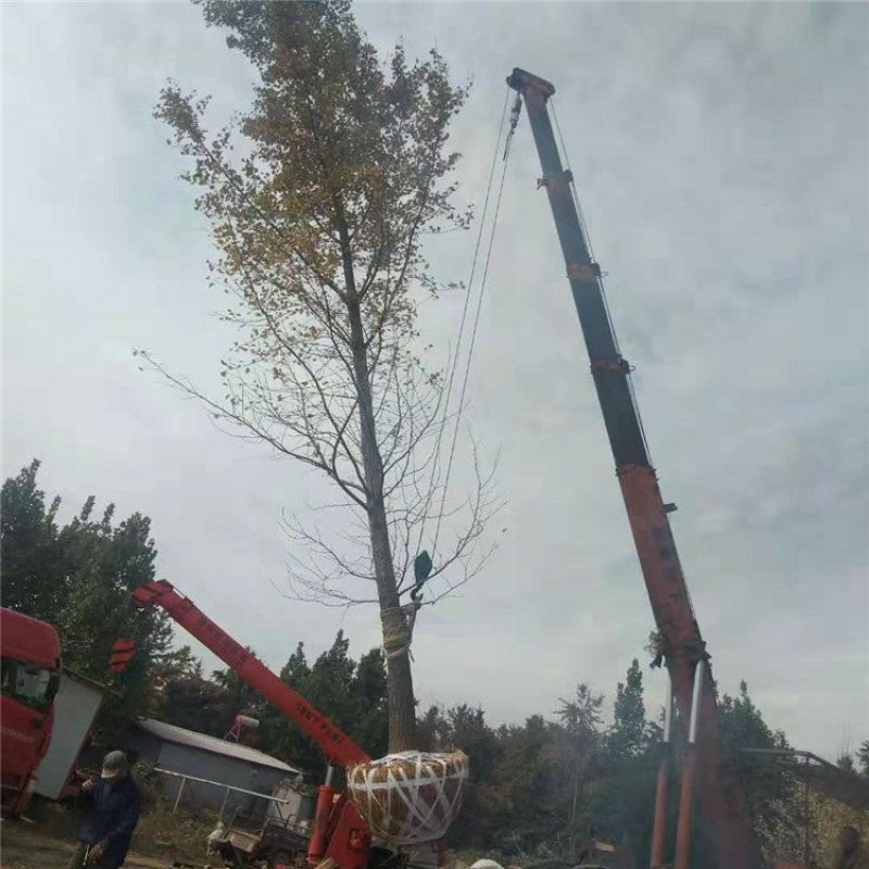 20公分银杏树，实生银杏树，银杏嫁接树苗圃现场挖树