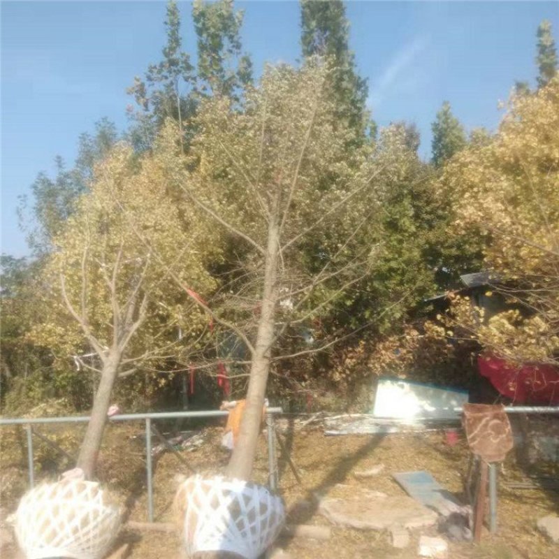 20公分银杏树，实生银杏树，银杏嫁接树苗圃现场挖树