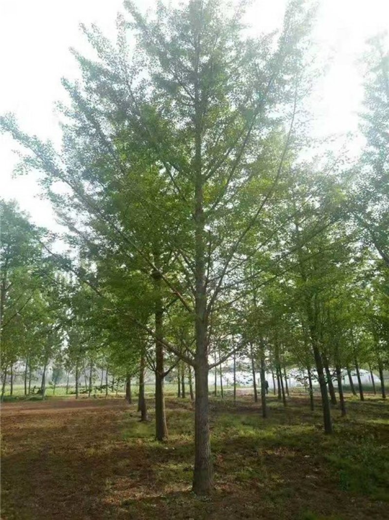 20公分银杏树，实生银杏树，银杏嫁接树苗圃现场挖树