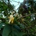 野生金银花