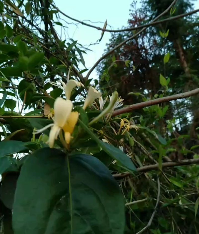 野生金银花