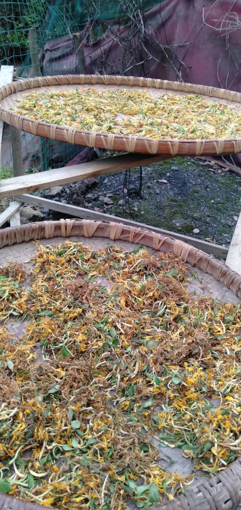 野生金银花