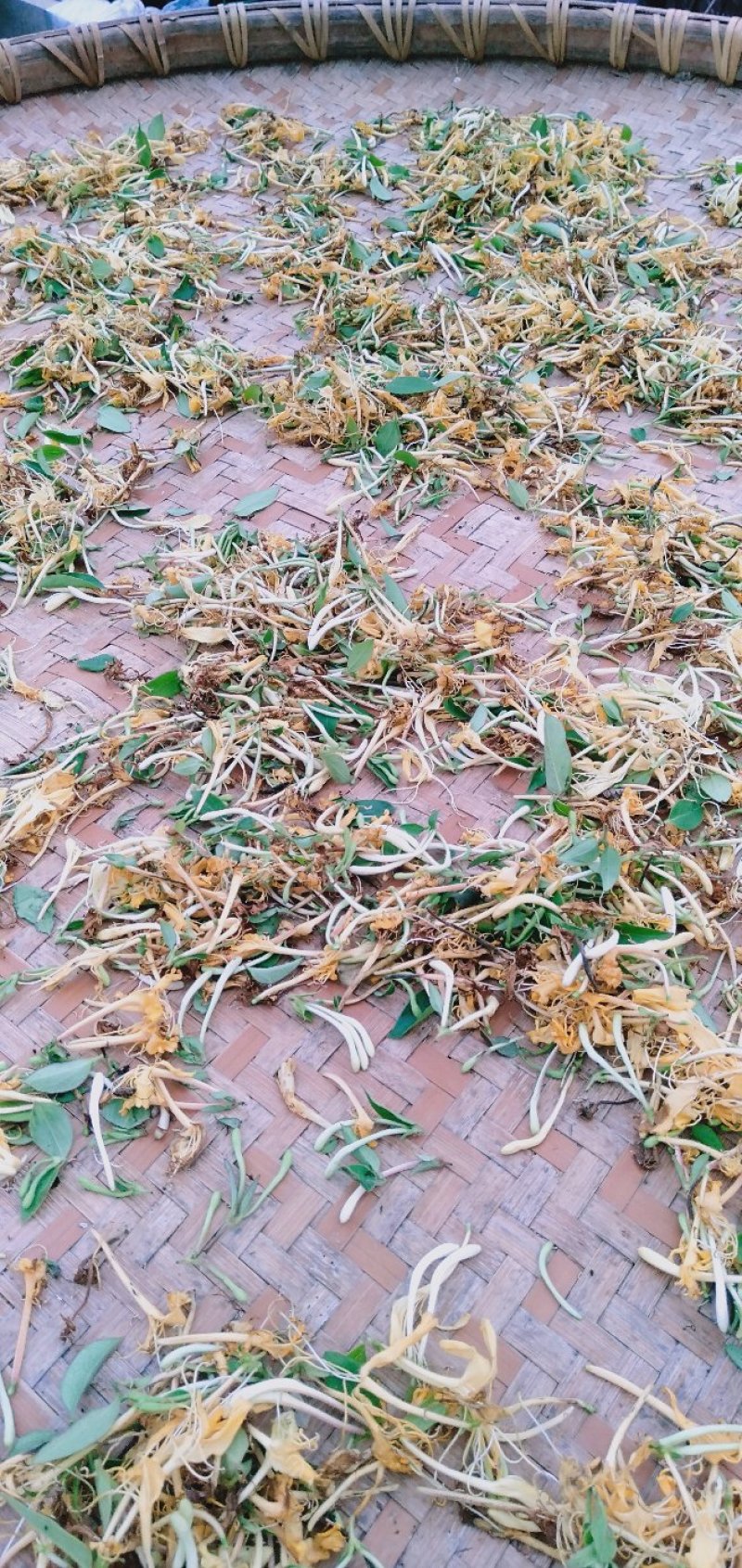 野生金银花