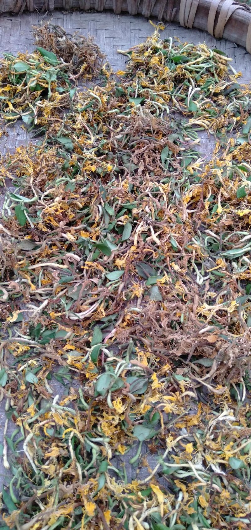 野生金银花