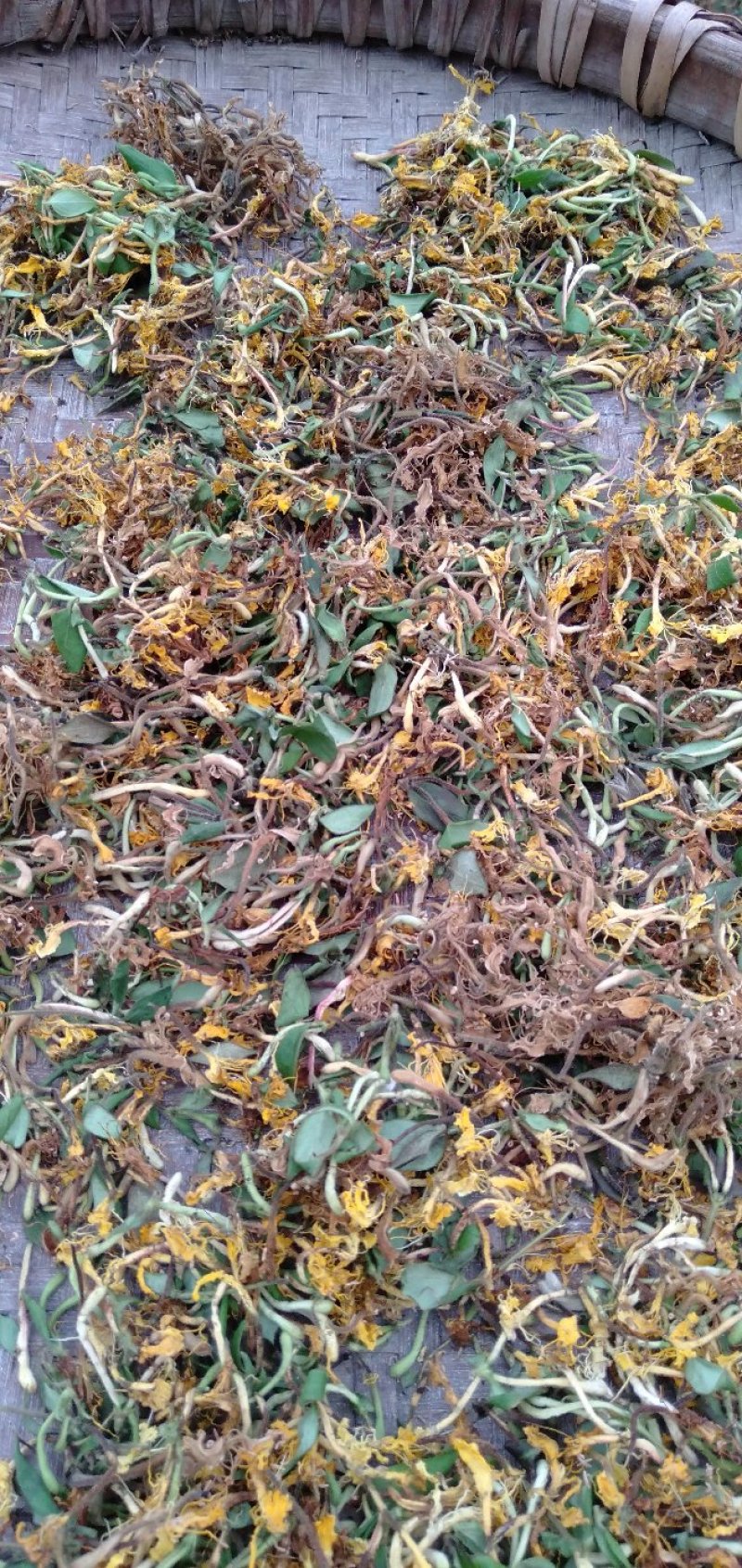野生金银花