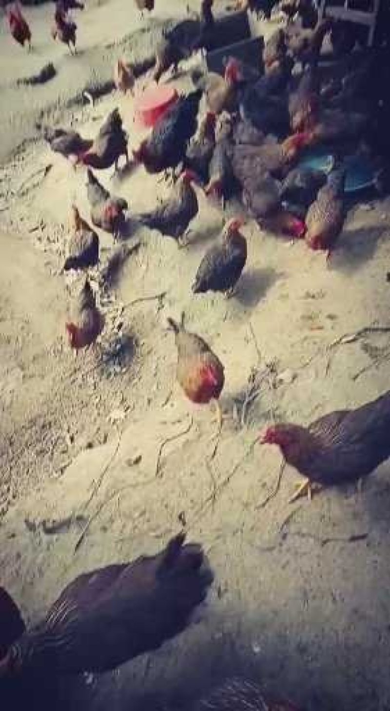 果园走地鸡出售