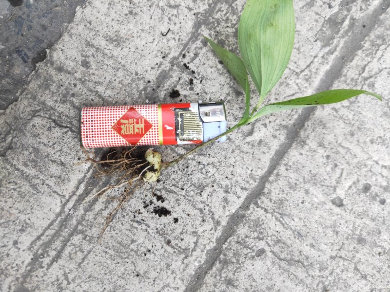黄精三年籽育苗姜型品种