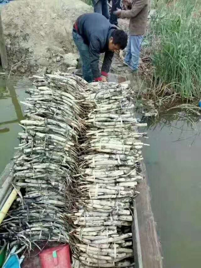 荷花苗，基地直供价格优惠欢迎大家前来选购