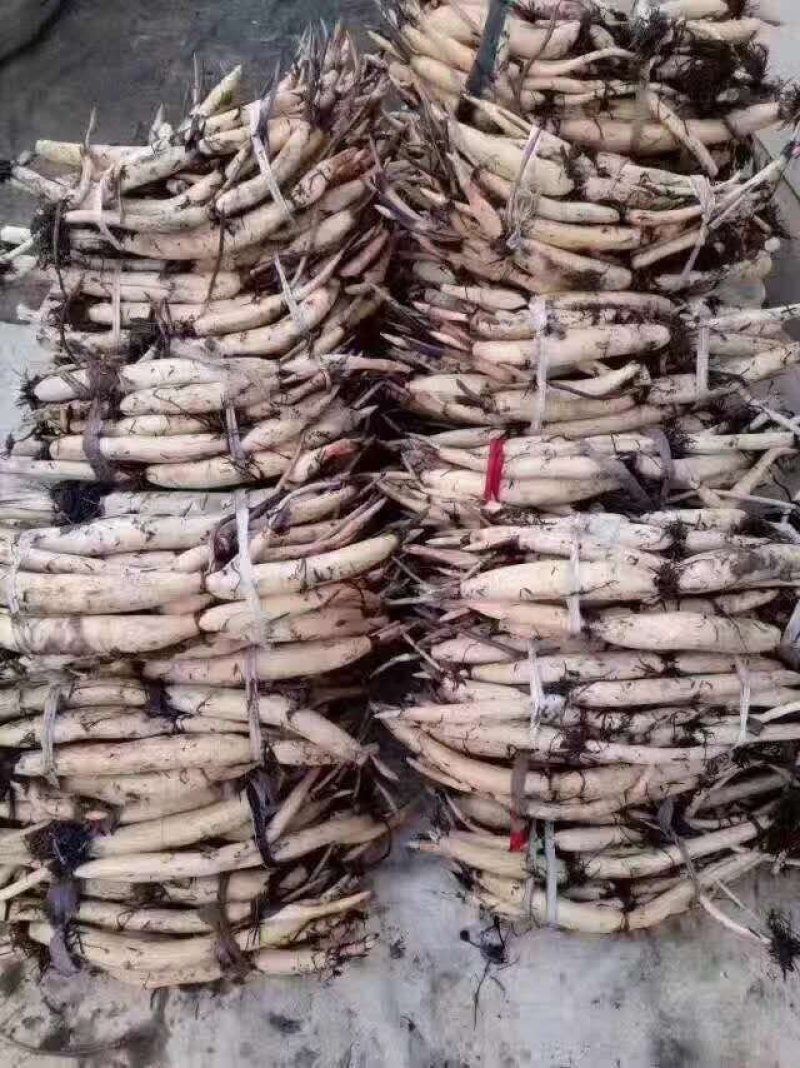 荷花苗，基地直供价格优惠欢迎大家前来选购