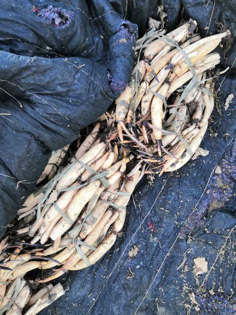 荷花苗，基地直供价格优惠欢迎大家前来选购