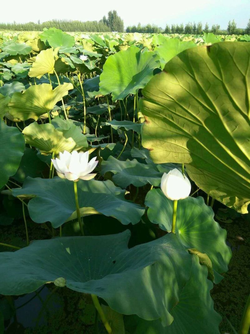 精品荷花苗基地直供价格优惠，欢迎大家选购，预订中