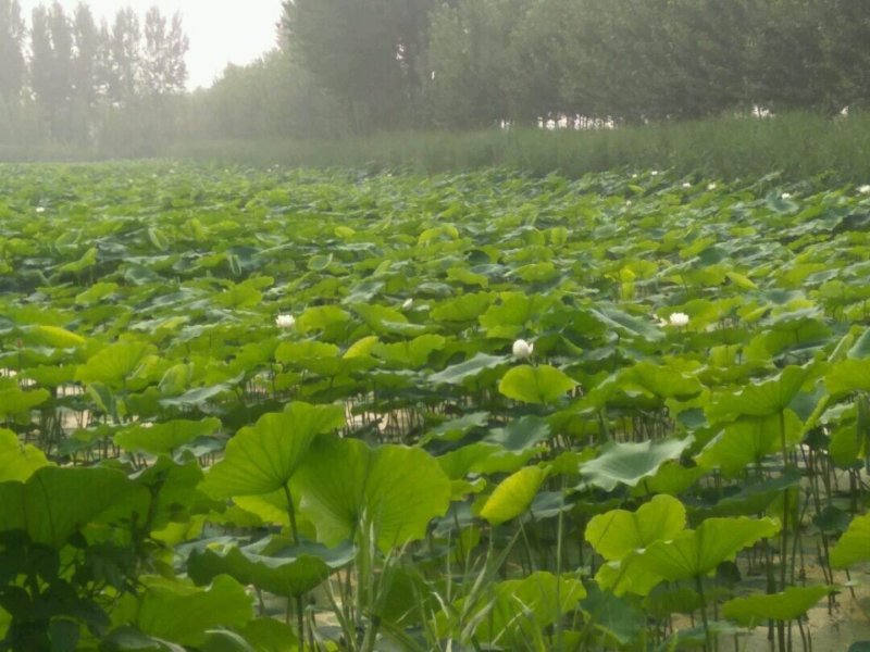 精品荷花苗基地直供价格优惠，欢迎大家选购，预订中
