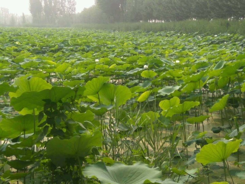 精品荷花苗基地直供价格优惠，欢迎大家选购，预订中