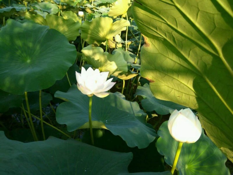 精品荷花苗基地直供价格优惠，欢迎大家选购，预订中