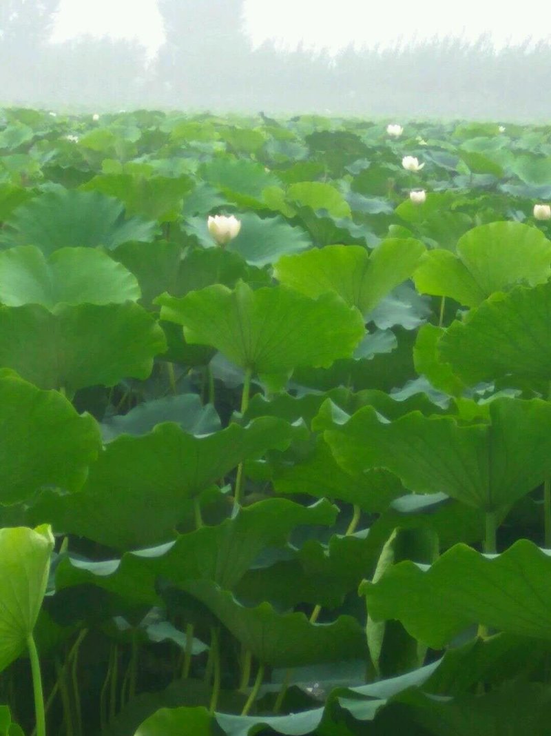 精品荷花苗基地直供价格优惠，欢迎大家选购，预订中