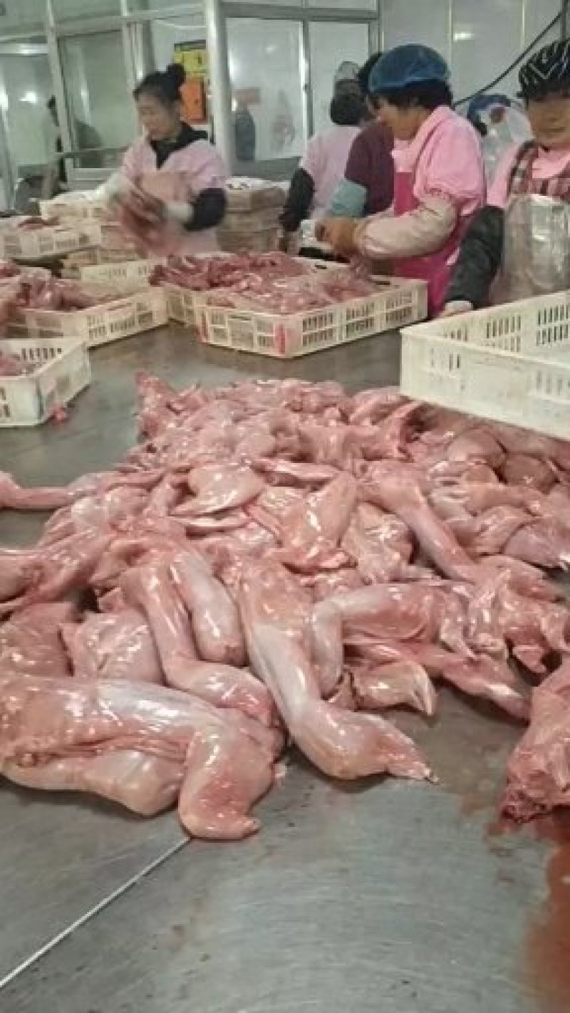 本单位常年供应肉兔，獭兔，种兔，兔肉全国各地均可发货