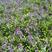 玉簪花，紫花玉簪，花叶玉簪，金边小叶球银边玉簪，基地种植