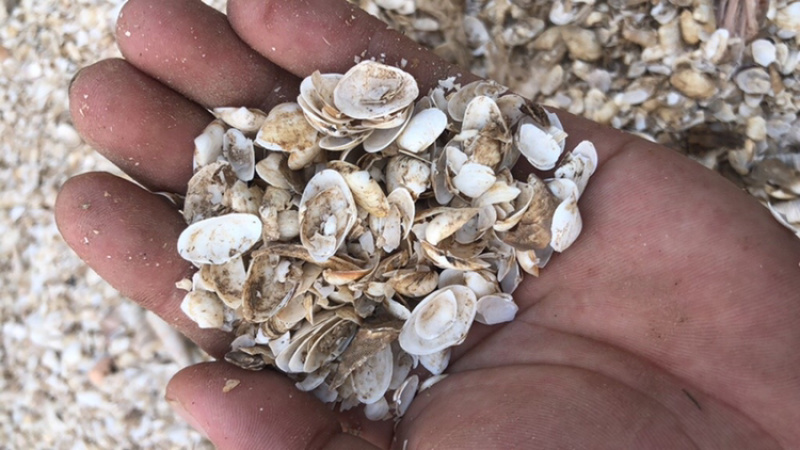 鹅混饲料养鹅的朋友需要的可以联系我