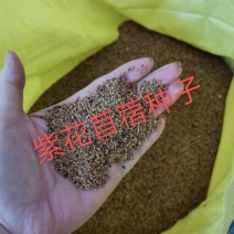 苜蓿种子优质苜蓿种子河北批发。绿化种植喂牛羊好饲料。
