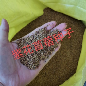苜蓿种子优质苜蓿种子河北批发。绿化种植喂牛羊好饲料。