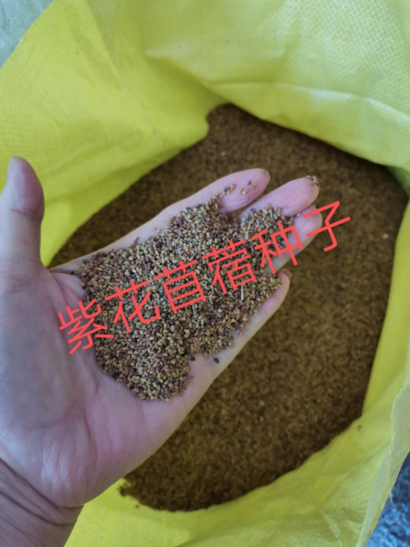 苜蓿种子优质苜蓿种子河北批发。绿化种植喂牛羊好饲料。