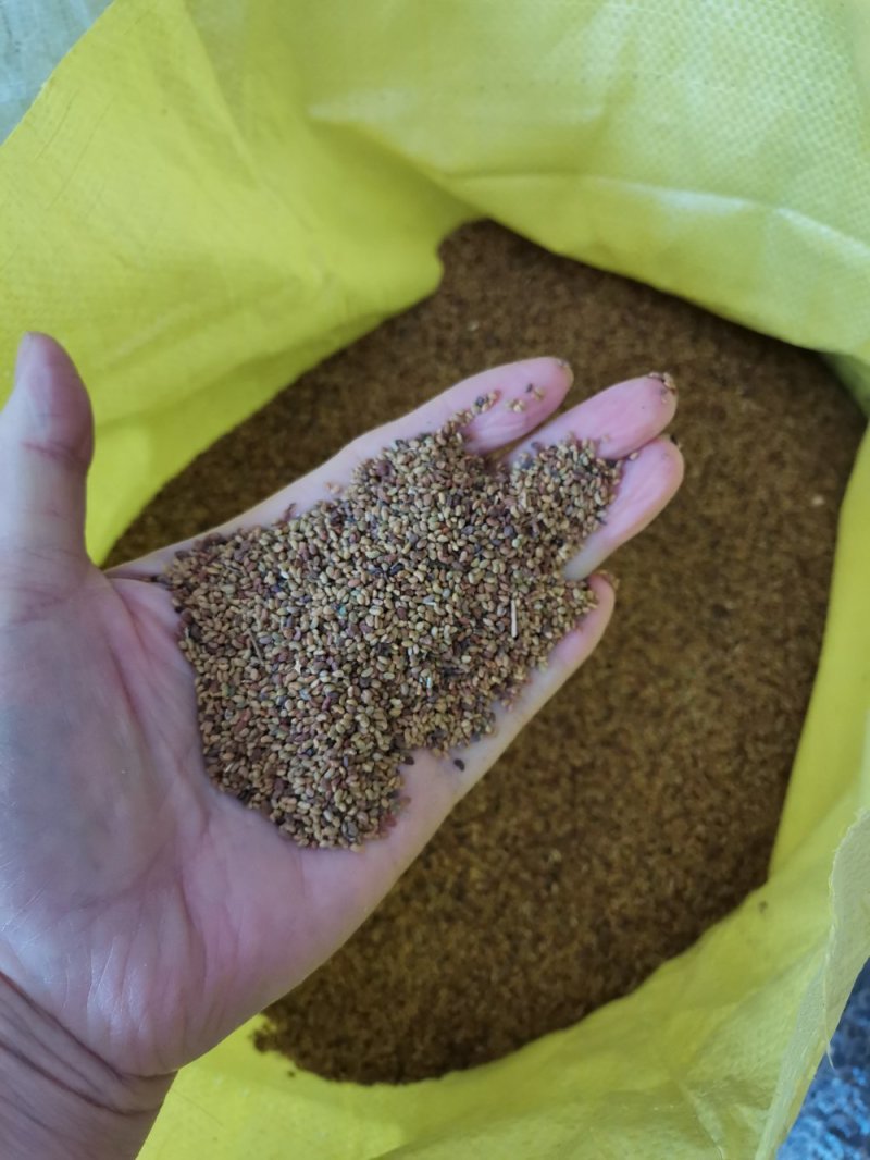 苜蓿种子优质苜蓿种子河北批发。绿化种植喂牛羊好饲料。