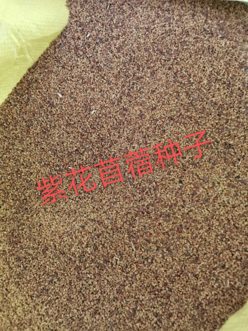 苜蓿种子优质苜蓿种子河北批发。绿化种植喂牛羊好饲料。