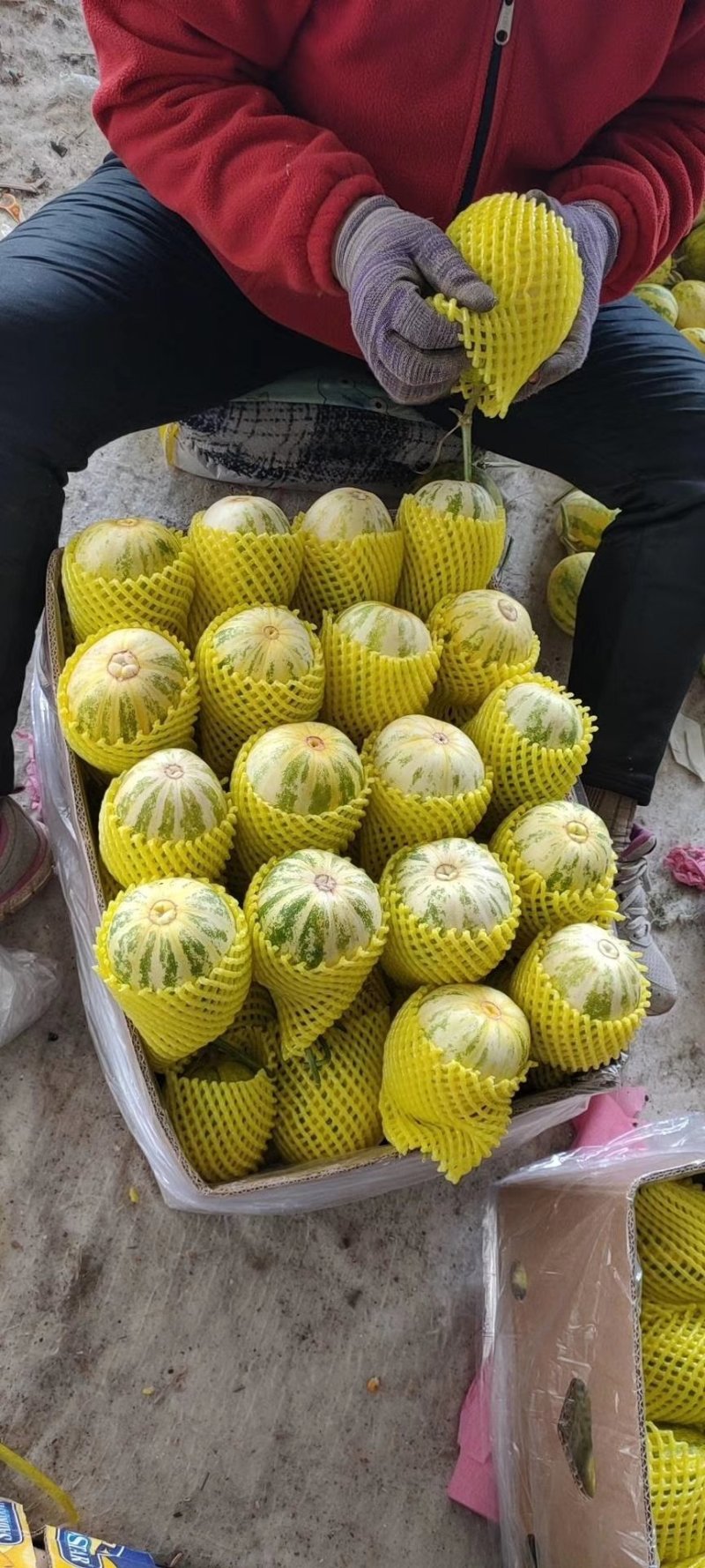 甜瓜博洋9，博洋91，绿宝石金典黄金密花姑娘等口感脆甜