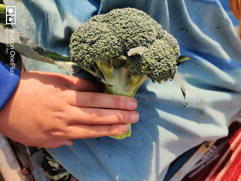 西兰花耐寒优秀西兰花河北西兰花万亩基地直采日供货量大