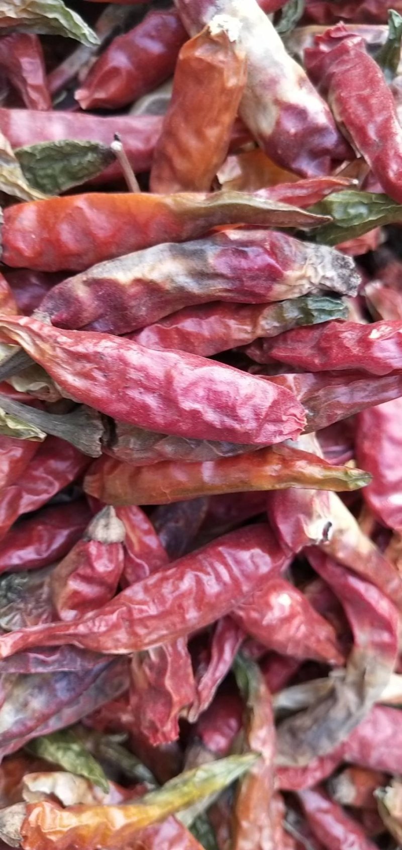 辣椒