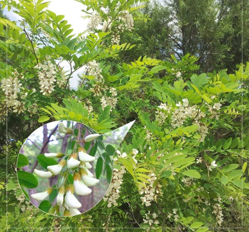 一件代发野生槐花，鲜槐花，无公害绿色食品