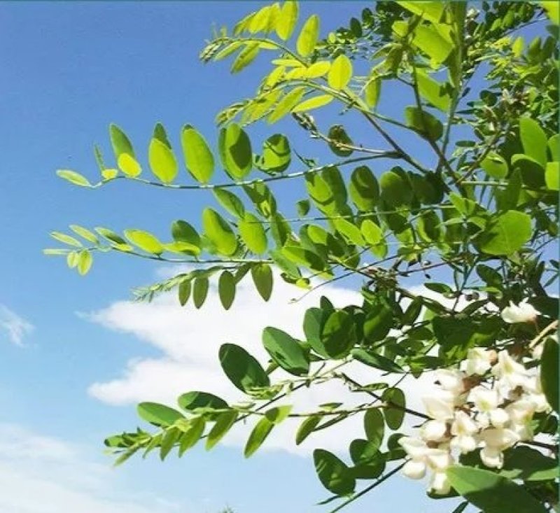 一件代发野生槐花，鲜槐花，无公害绿色食品