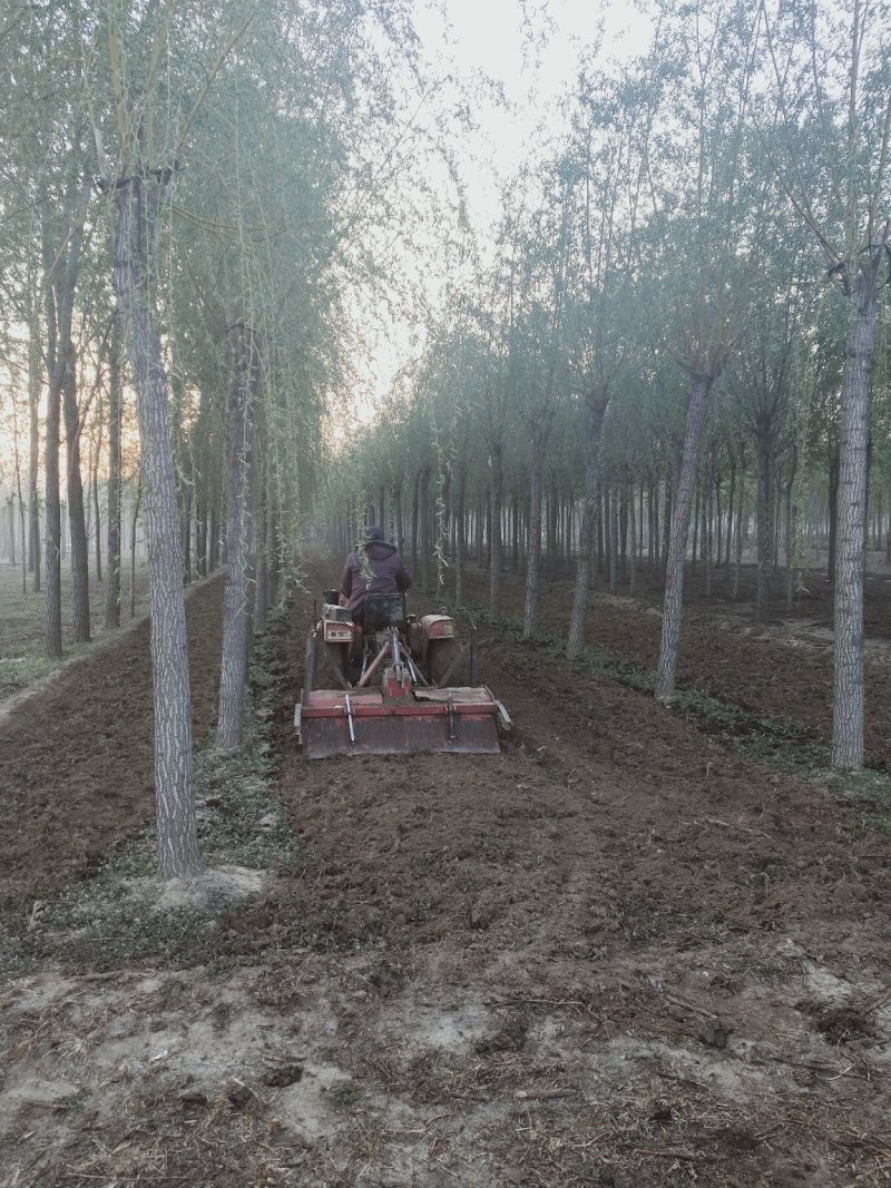 垂柳，柳树基地。规格全，质优价廉，服务周到