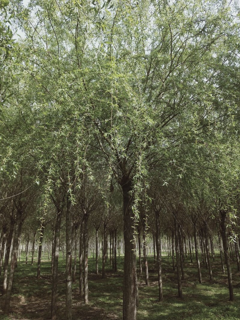垂柳，柳树基地。规格全，质优价廉，服务周到