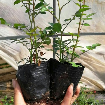 月季小苗大花香水欧洲月季品种多颜色齐全带盆发货