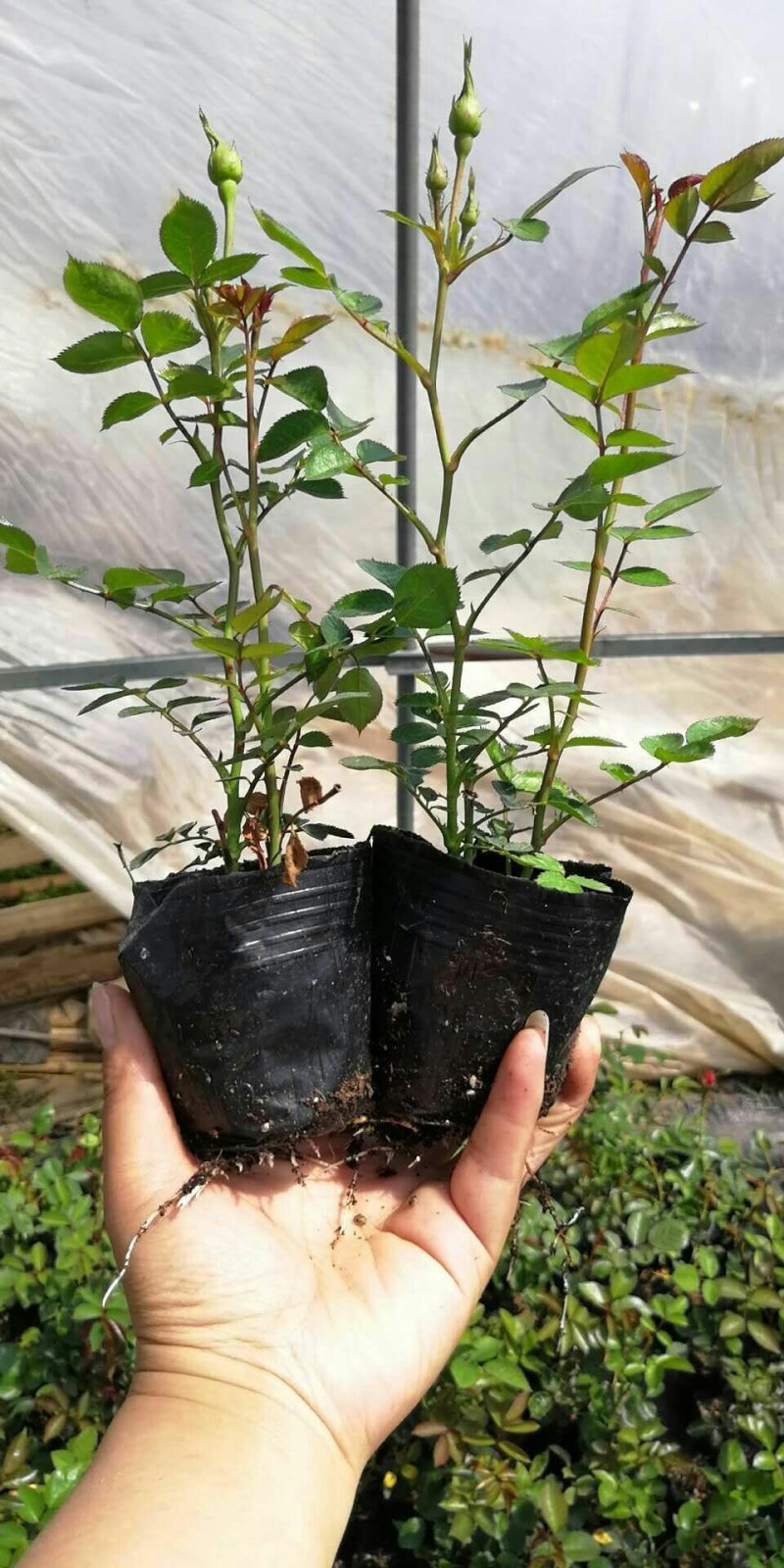 月季小苗大花香水欧洲月季品种多颜色齐全带盆发货