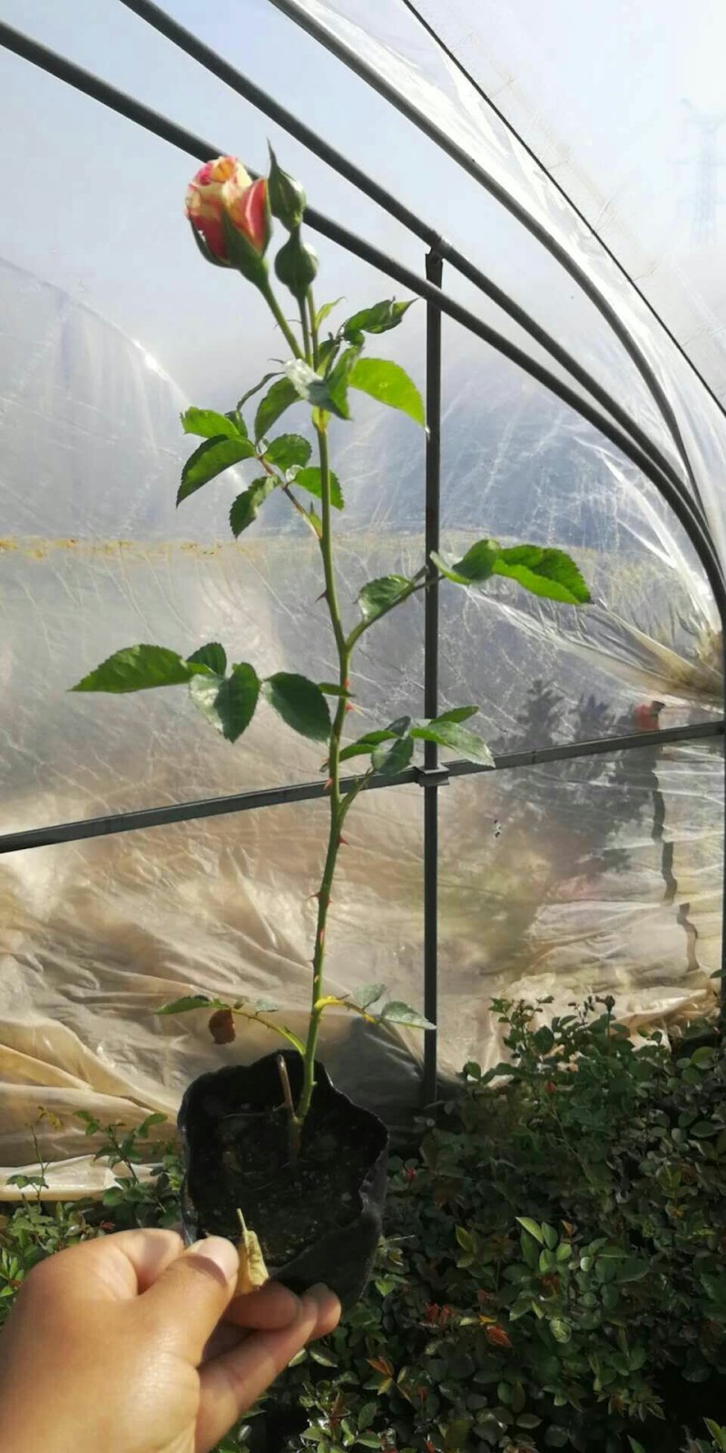 月季小苗大花香水欧洲月季品种多颜色齐全带盆发货